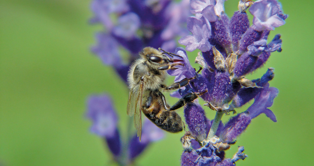 Niejasności związane z terminami „pszczoła” i „zapylacz” w kampaniach społecznych: uproszczenia, pomyłki, beewashing, cz. 2.