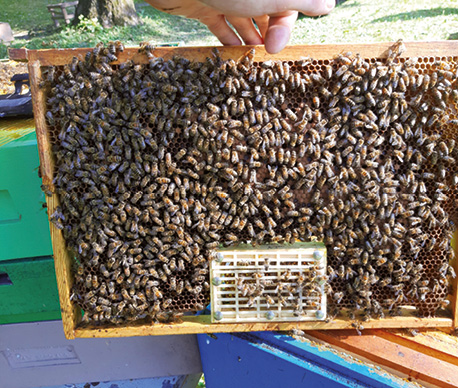 Recenzja książki | Biotechniczne zwalczanie warrozy