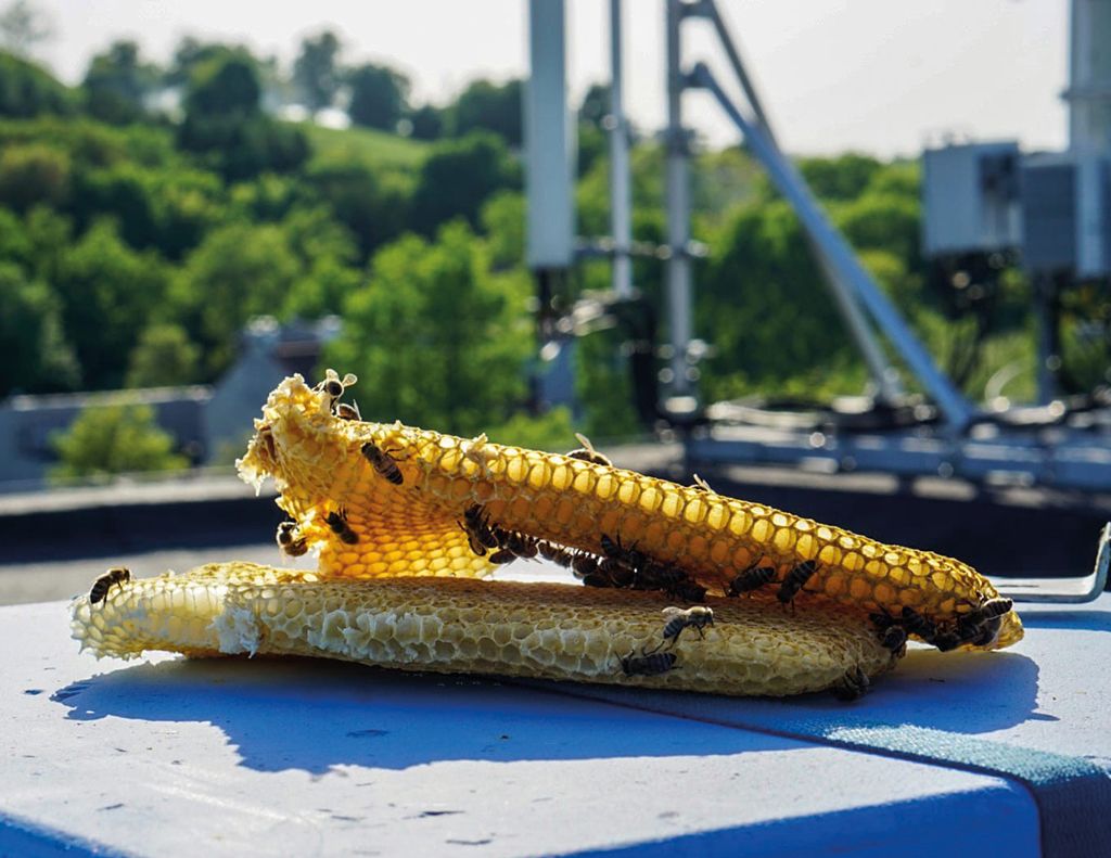 Jak założyć pasiekę w mieście?