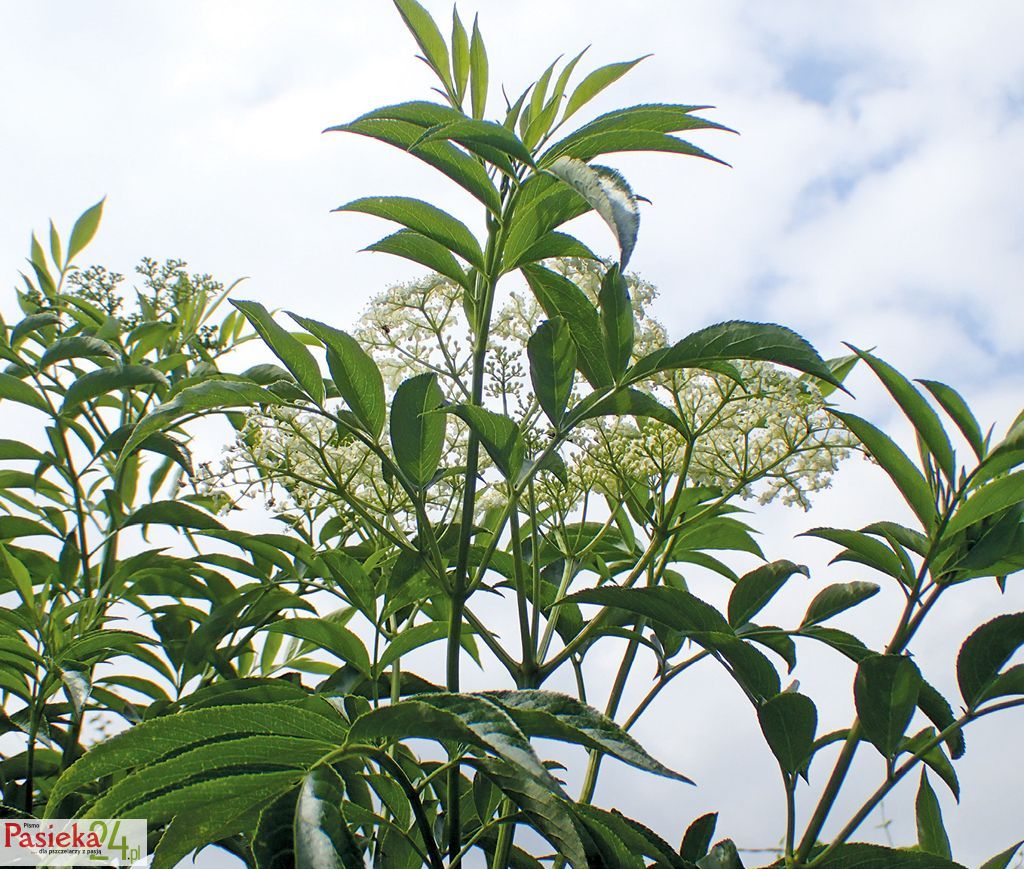 Bzy (Sambucus spp.) – rośliny cenione przez pszczelarzy, choć mniej przez same pszczoły, cz. 1.