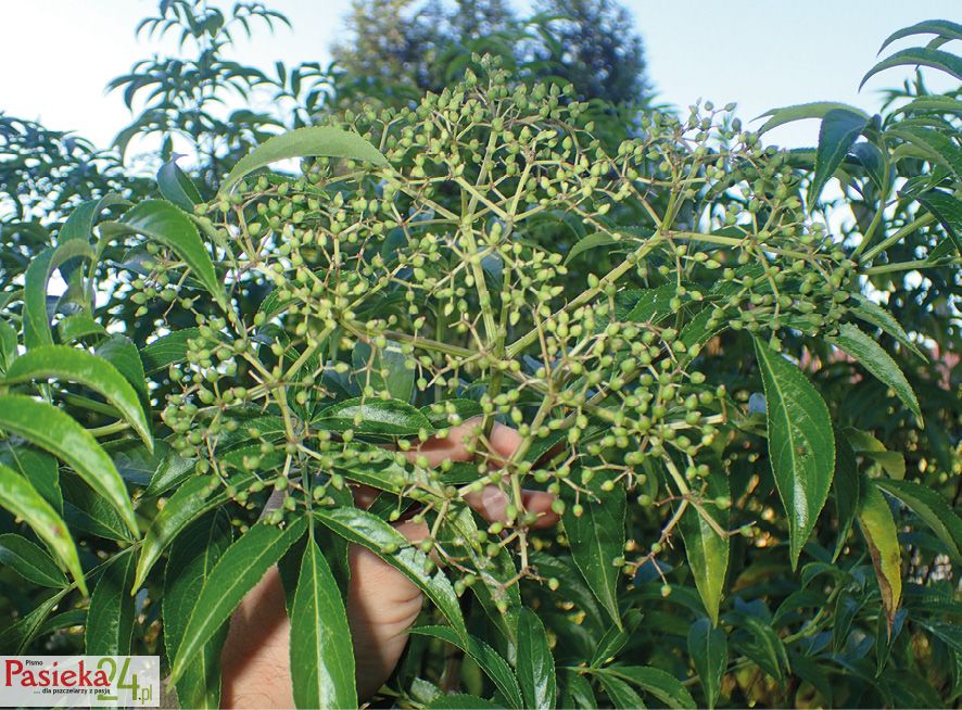 Fot. 3. Owoce bzu florydzkiego nie dojrzewają w polskich warunkach.