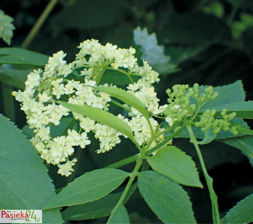 Fot. 4. Bez okrągłolistny.