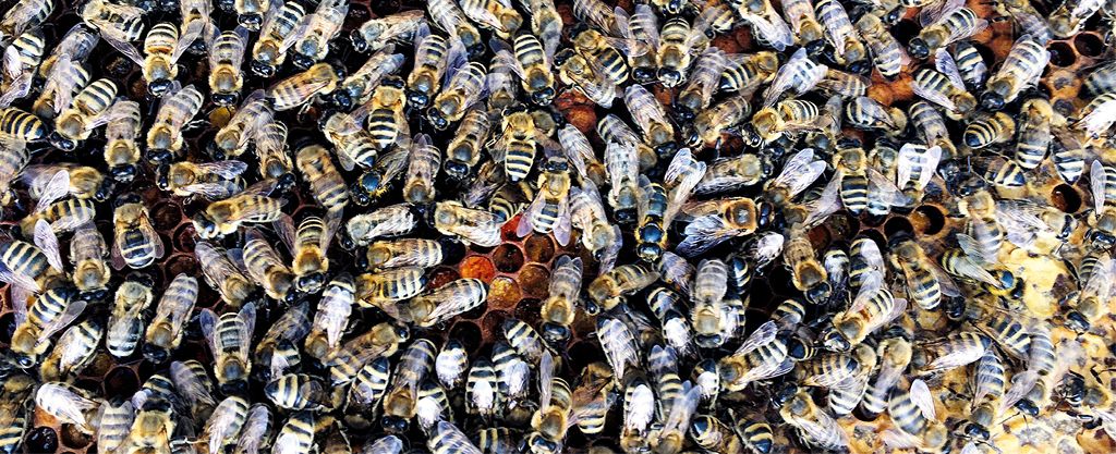 Jak działa pszczela demokracja?