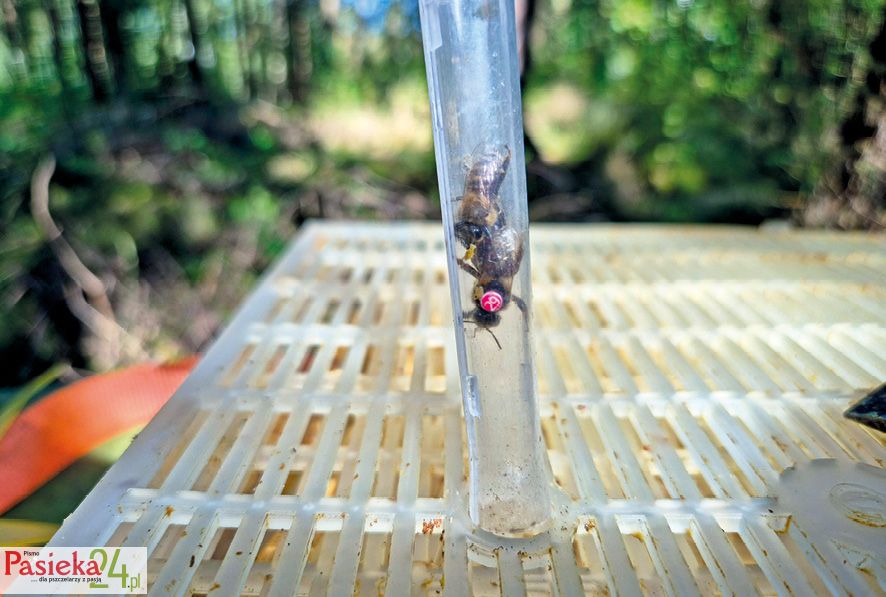 Fot. 2. Wpuszczanie matki do izolatora.