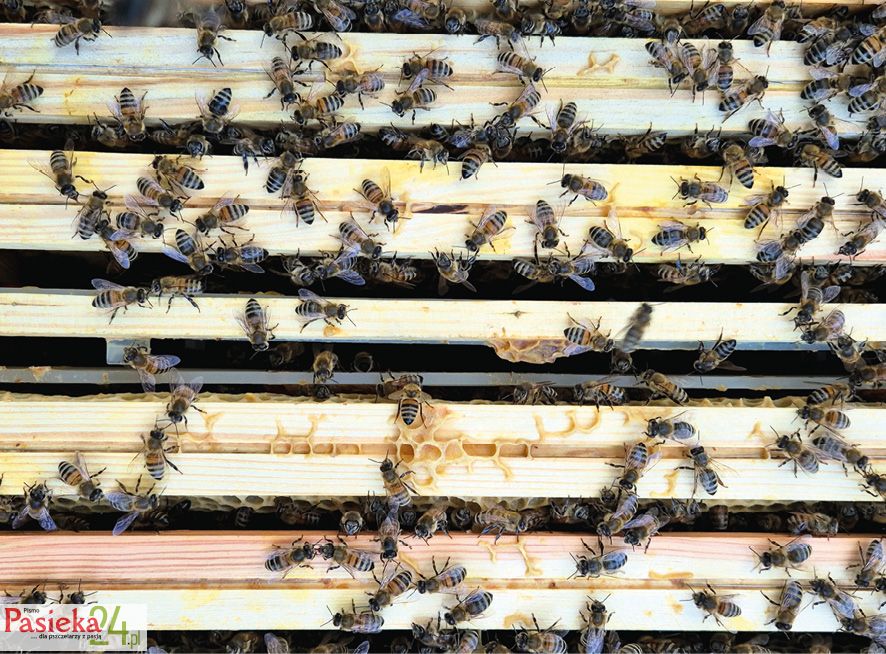 Fot. 4. Odchylenie izolatora do wypuszczenia matki.