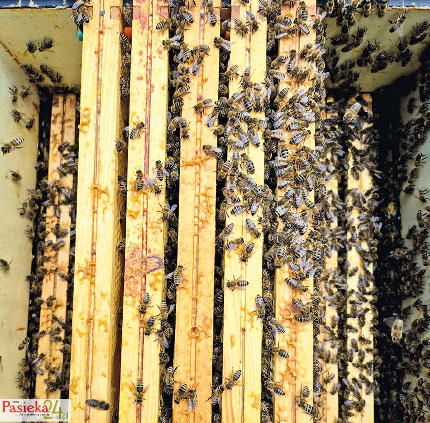 Fot. 5. Gniazdo plus nadstawka nad izolatorem.