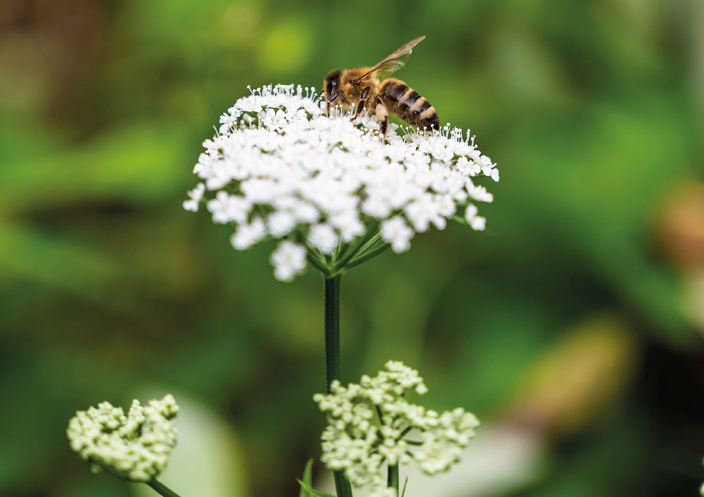 Wzbogacanie bazy pokarmowej: miododajne rabaty z natury – wzdłuż leśnych ścieżek