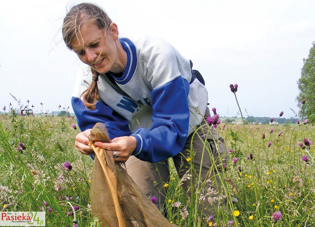 Powinniśmy iść w kierunku utrzymywania mniejszej liczby rodzin pszczelich, ale w o wiele lepszym zdrowiu – wywiad z Hajnalką Szentgyörgy, cz. 2.