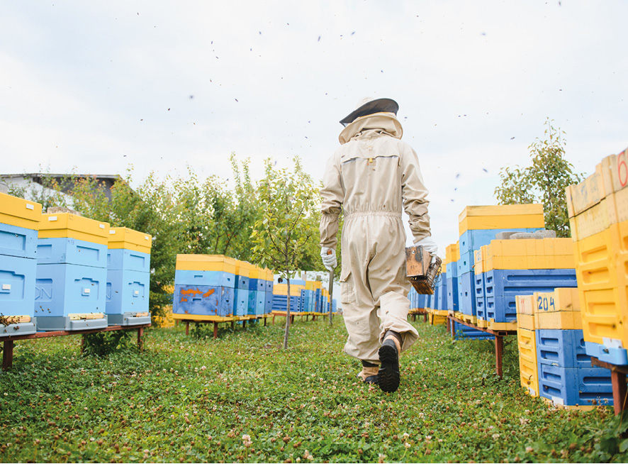 Pszczelarz w pasiece