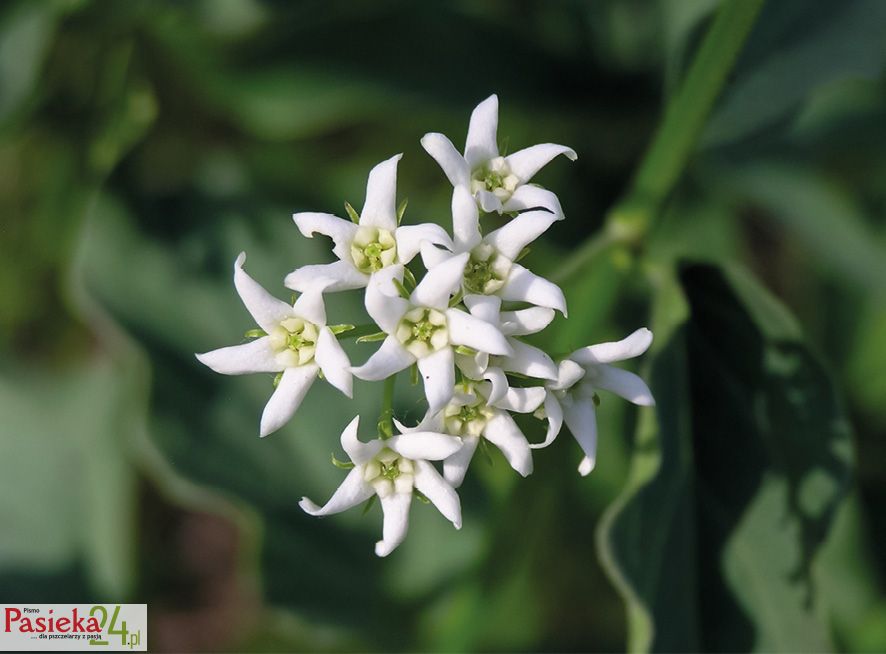 Fot. 3. Kwiat paściowy ciemiężyka.