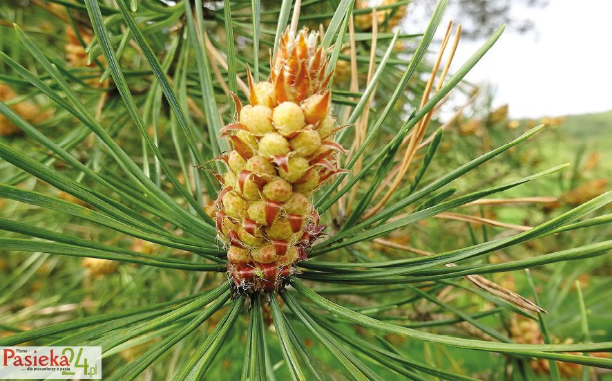 Fot. 7. Kwiat/kłos zarodniowy męski sosny.