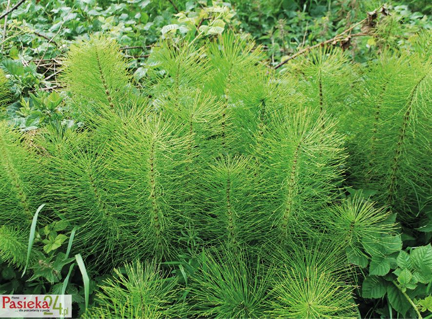 Fot. 12. Pędy płonne (asymilacyjne) skrzypu olbrzymiego.