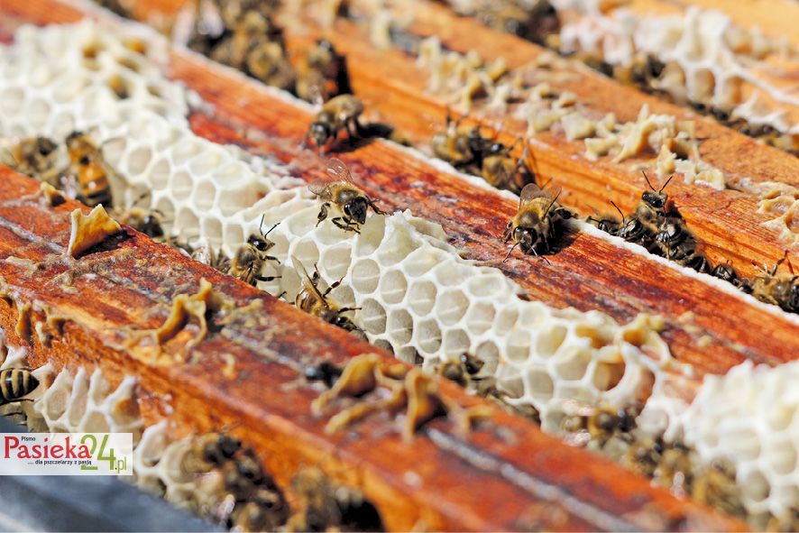 Fot. 2. Rodzina pszczela bytująca w ekologicznym ulu pszczelim wytworzony z wapna, paździerzy konopnych oraz wełny owczej.