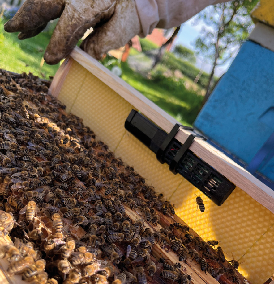 Rewolucja w ochronie pszczół – dołącz do globalnych testów Apisense!