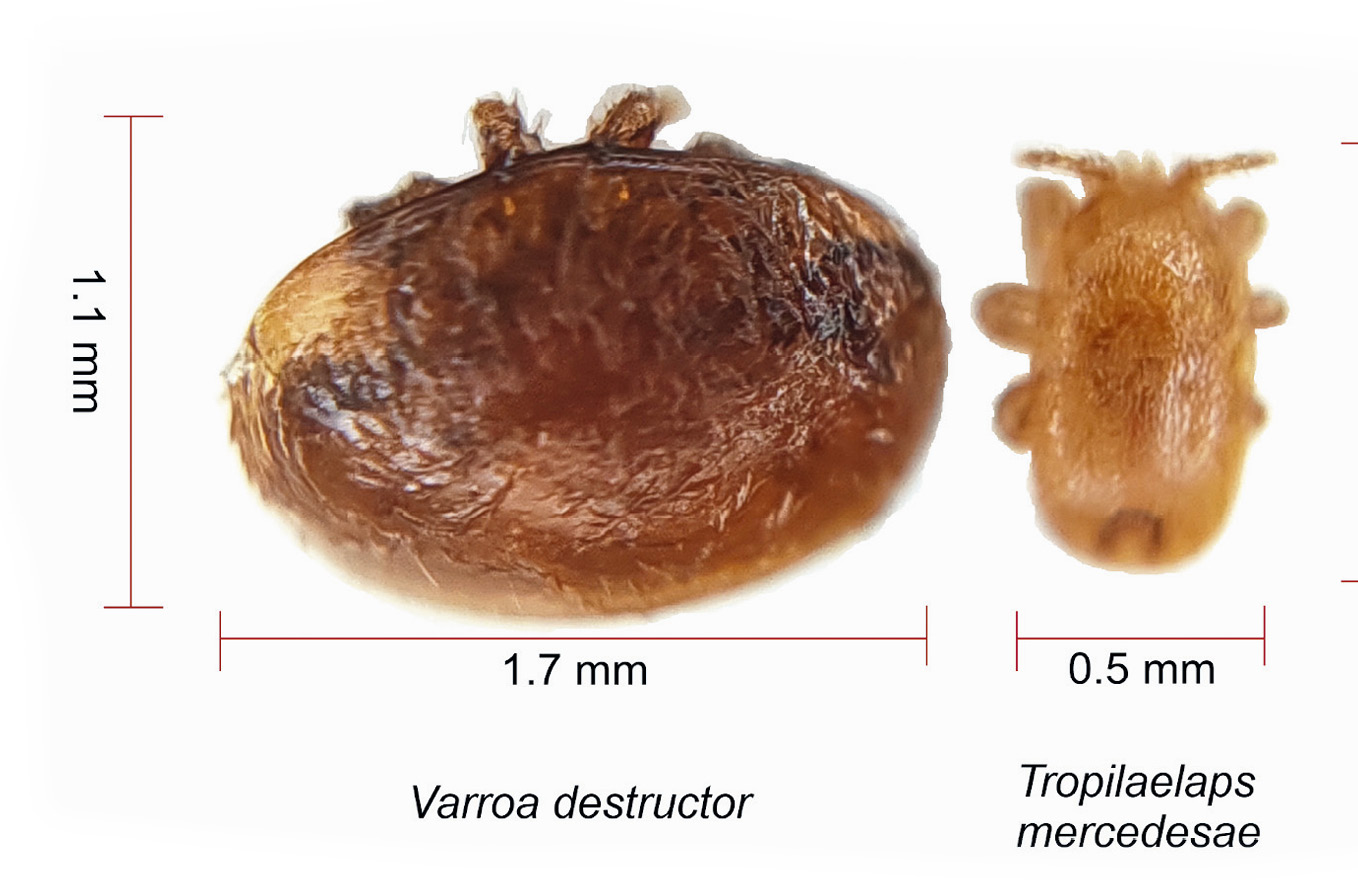 na zdjęciu porównanie wyglądu Varroa destructor i Tropilaelaps