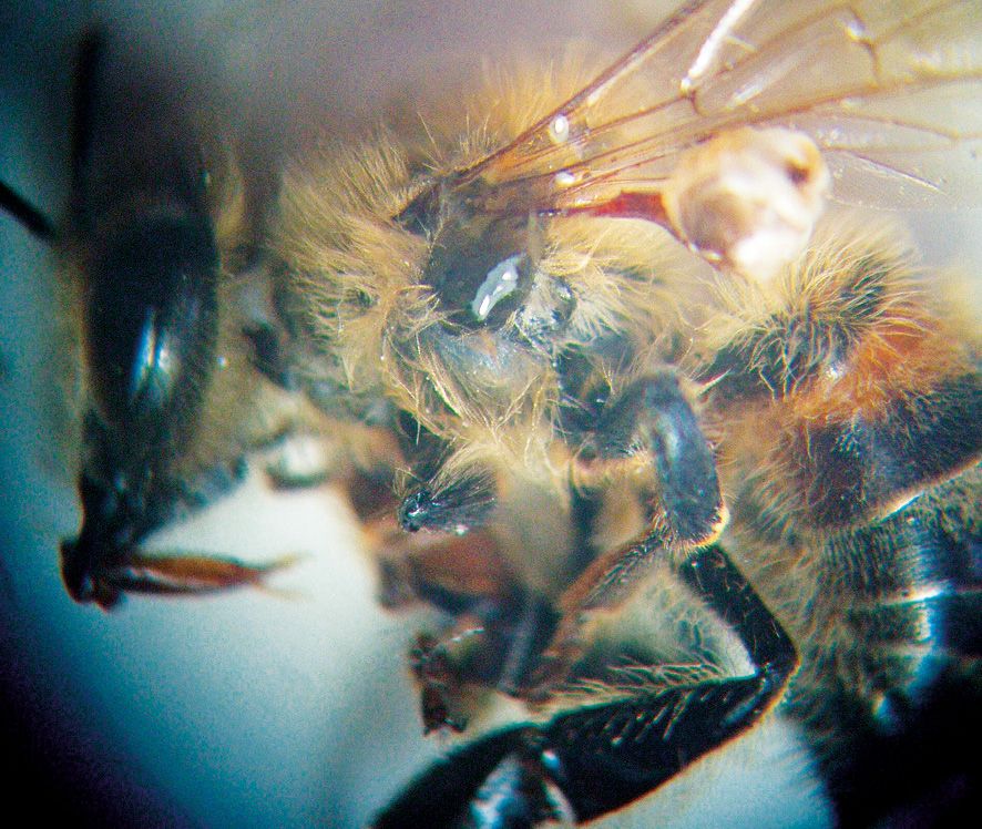 Fot. 7. Pszczoły nie są odporne na własny jad. Aparat żądłowy tkwiący w tułowiu uśmierconej robotnicy.