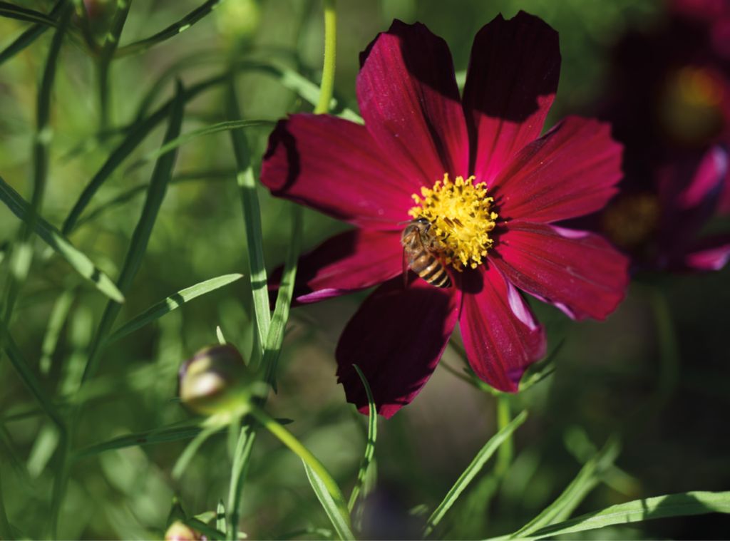 Wzbogacanie bazy pokarmowej: rabaty inspirowane świątecznymi ciastami