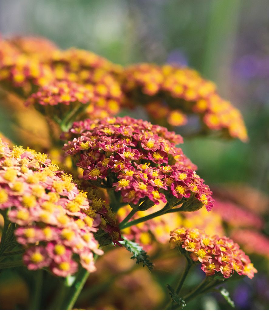 Pink and orange yarrow blooms in a summer flower garden.