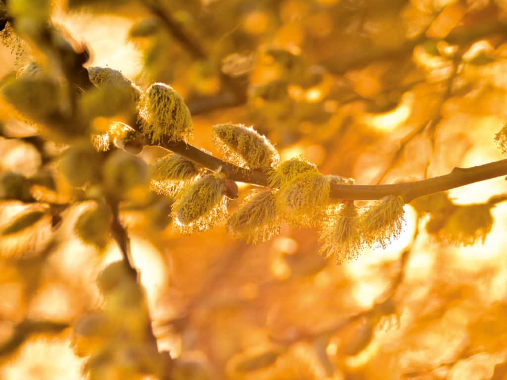 Miododajne i pyłkodajne wierzby, cz. 1.