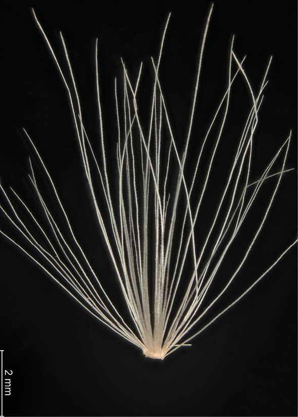 Carduus acanthoides. Puch kielichowy. Okaz w zbiorze porównawczym karpologicznym Instytutu Botaniki im. W. Szafera PAN w Krakowie.