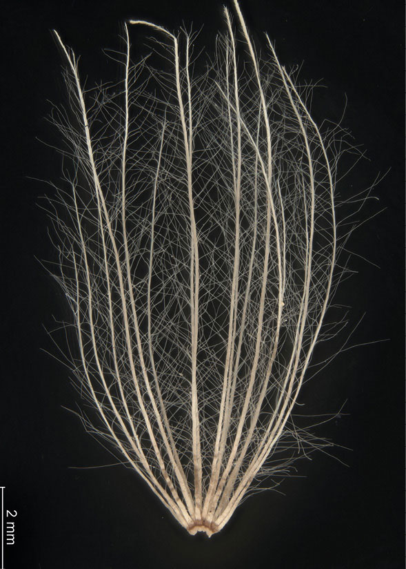 Cirsium rivulare. Puch kielichowy. Okaz w zbiorze porównawczym karpologicznym Instytutu Botaniki im. W. Szafera PAN w Krakowie.