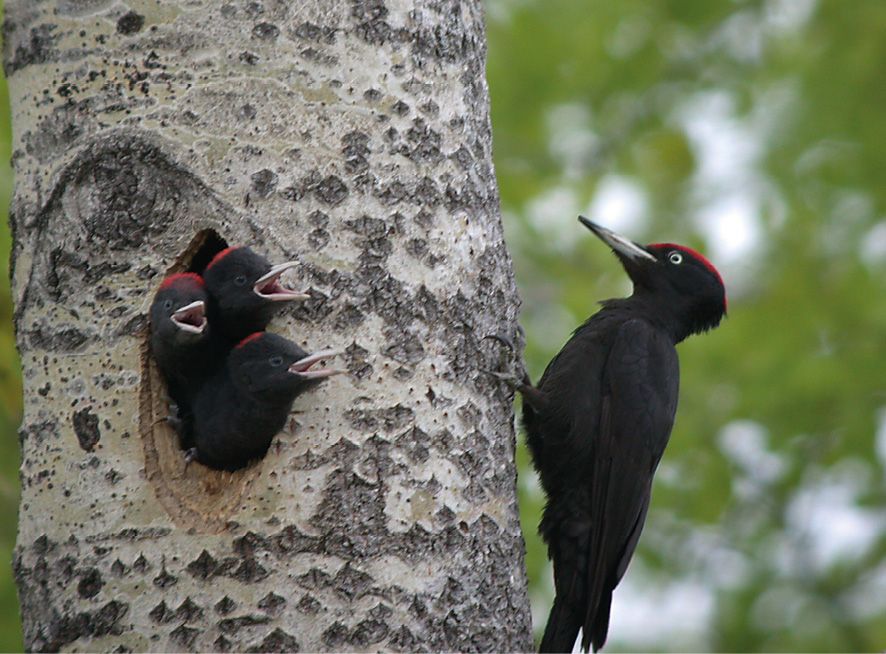 Fot. 2. Dzięcioł czarny.