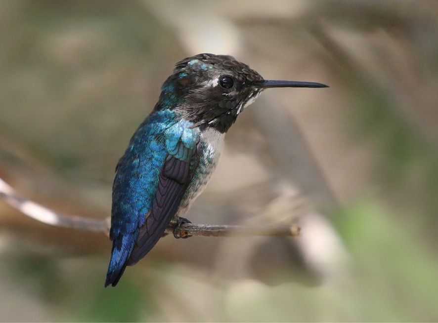 Fot. 5. Koliberek hawański.