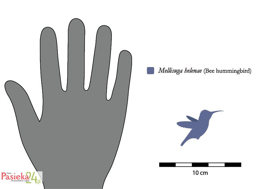 Ilustr. Porówanie wielkości koliberka hawańskiego i ludzkiej dłoni.