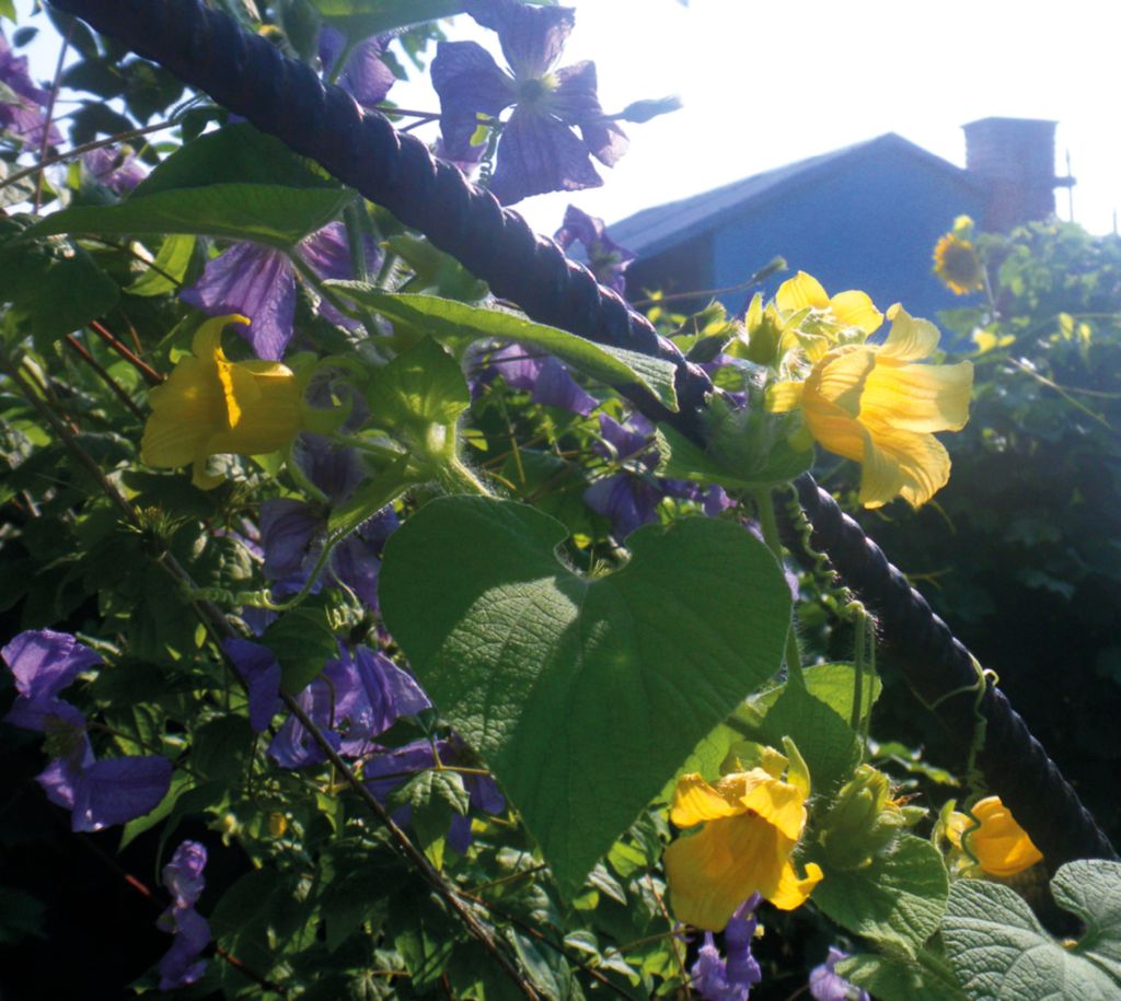 Tladianta zwodna – pnącze tworzące w kwiatach tłusty olej, a nie nektar