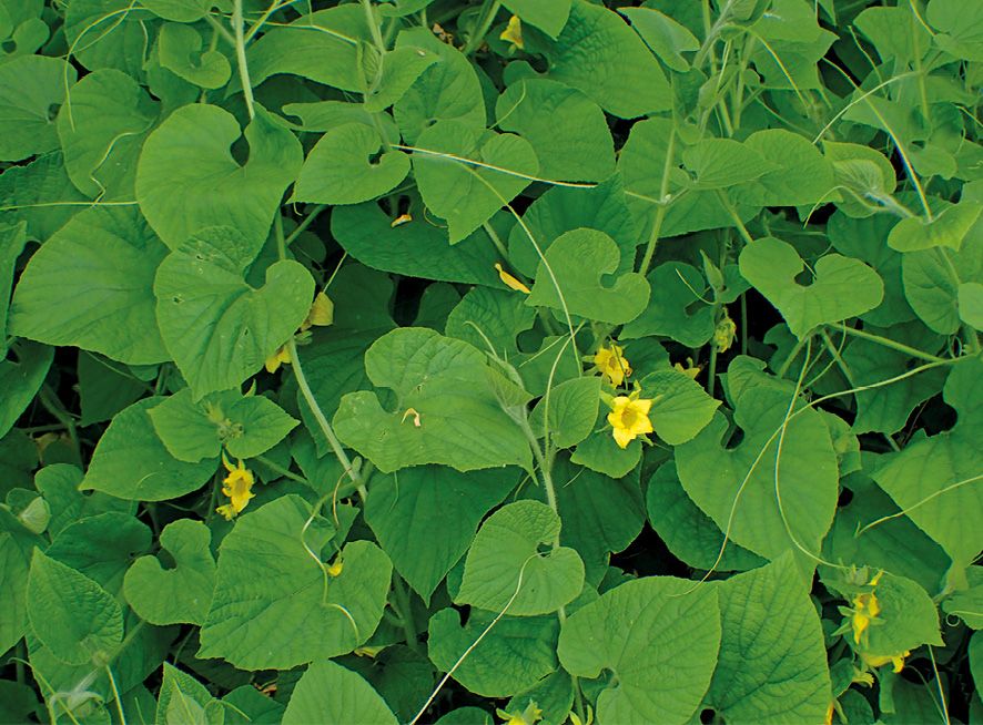 Fot. 3. Liście ziemniaczki mają sercowaty kształt, co jest przyczyną jej nazwy gatunkowej.