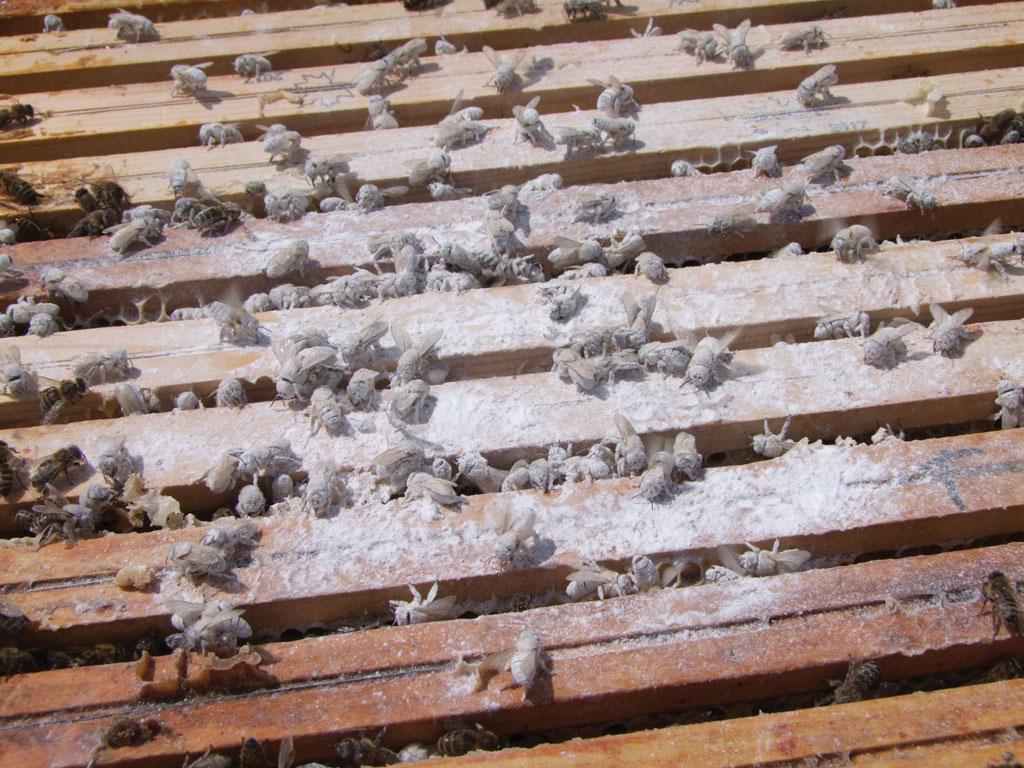 Pokonaj Warrozę (Chorbinski_2721.jpg)