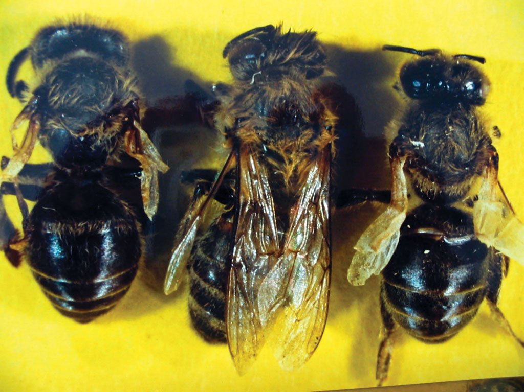 3. Wpływ pasożyta na pszczoły