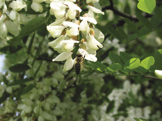 pszczoła na akacji