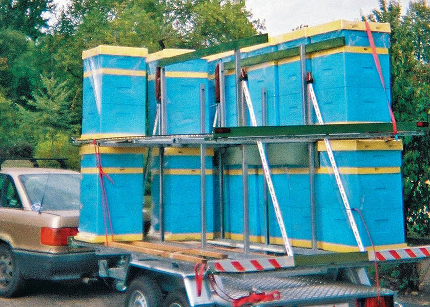 Bodźce pobudzające pszczoły do wychowu matek