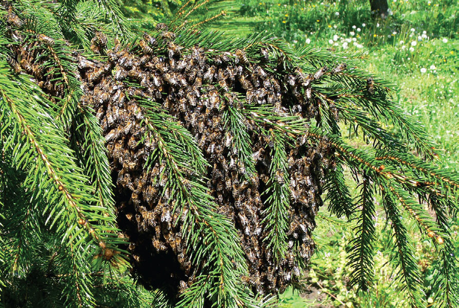 Rójka jest naturalnym sposobem rozmnażania się rodzin pszczelich