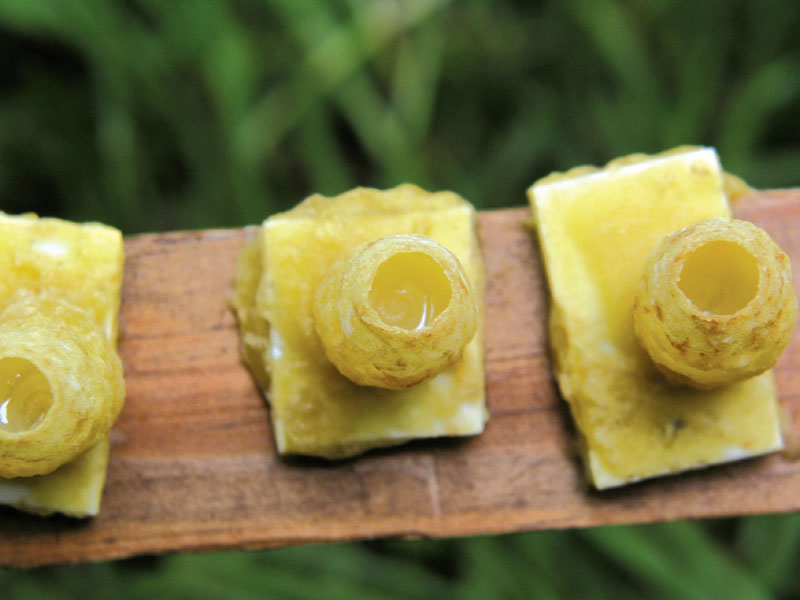 Rodziny mateczne (reprodukcyjne, zarodowe)