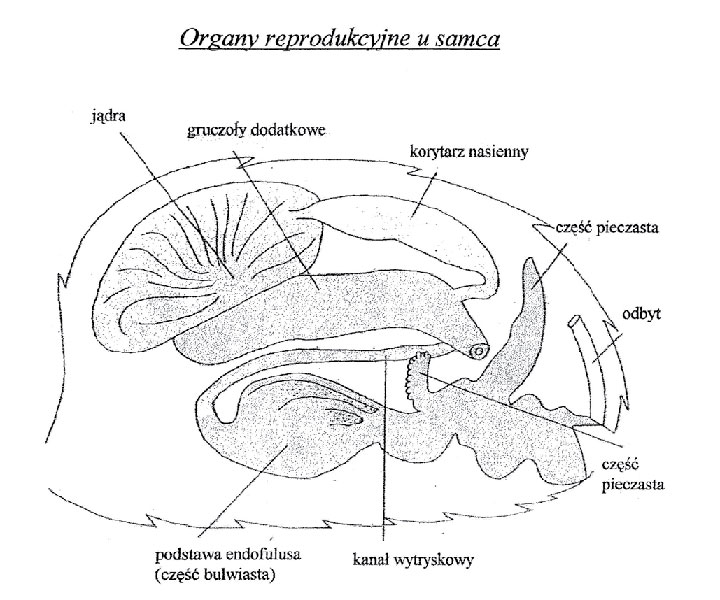 Organy reprodukcyjne u samca