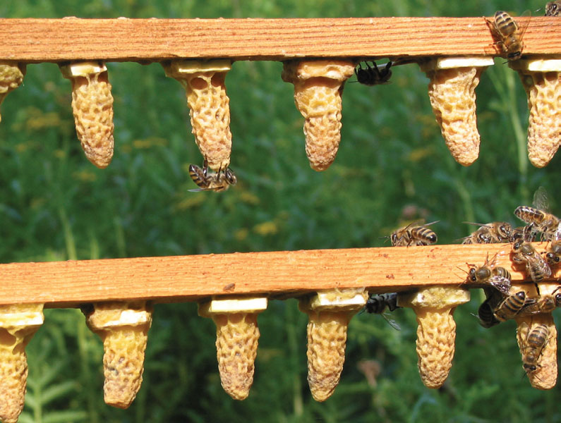 Koreczki i miseczki matecznikowe Koreczki i miseczki matecznikowe