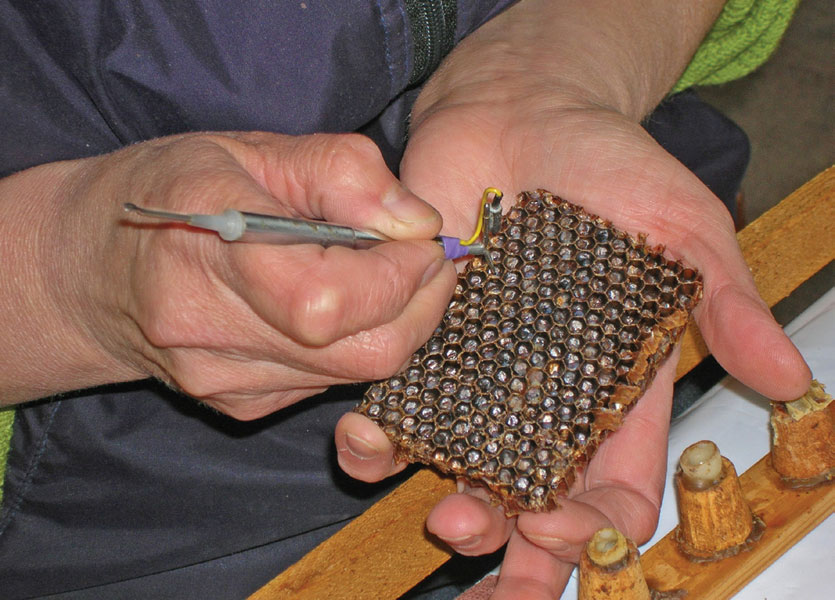 Klateczki matecznikowe Klateczki matecznikowe