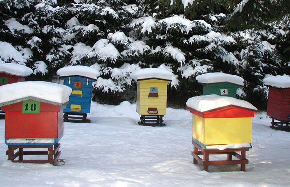 Zimotrwałość, zimowanie pszczół