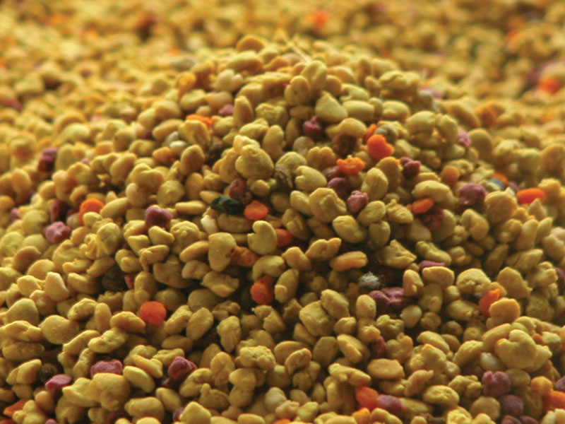 pyłek kwiatowy, obnóża pszczele