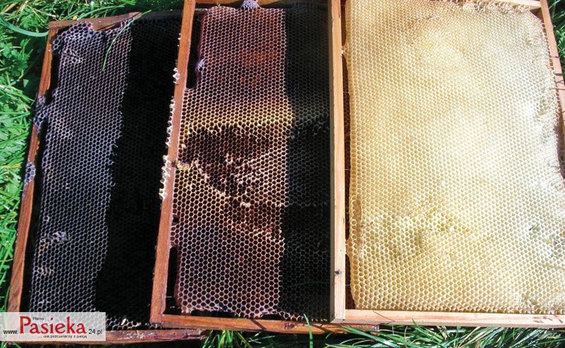 Różne barwy plastrów zależą od okresu użytkowania – im starszy tym ciemniejszy