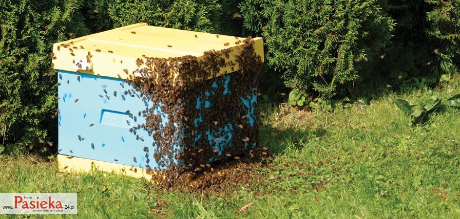 pszczoły na ulu