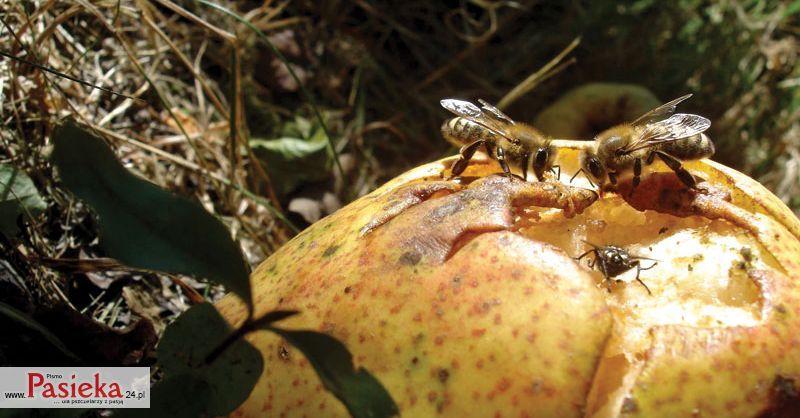 pszczoły na spadach