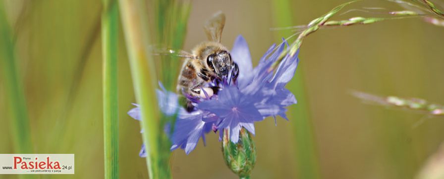 Pszczoła na chabrze