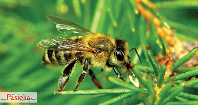 pszczoła
