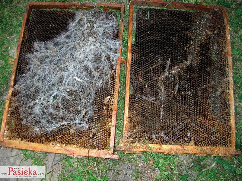 Motylica żerująca na plastrach