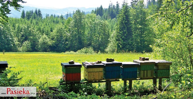 ule na pożytku spadziowym