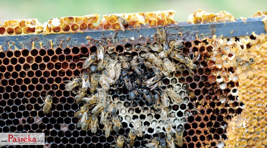 pasożyty. szkodniki, pleśnie