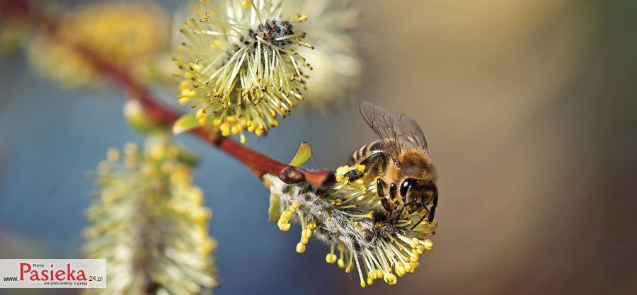 Pszczoła na wierzbie